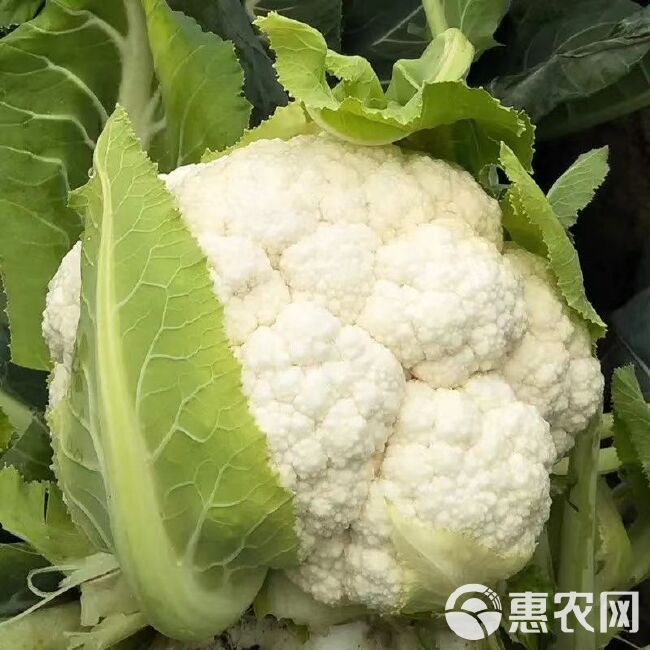 越冬雪丰150天花菜种子