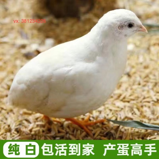 南京南京哪有卖芦丁鸡的