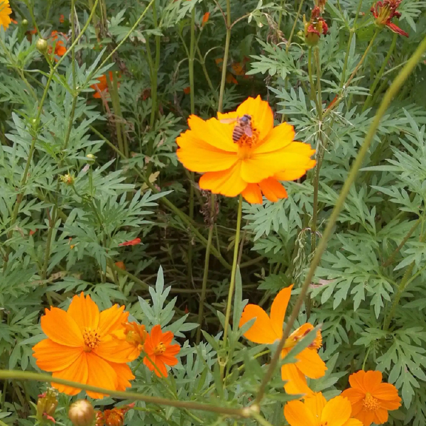 硫华菊种子 四季播种打造花海花卉花种庭院易活植物 花籽批发