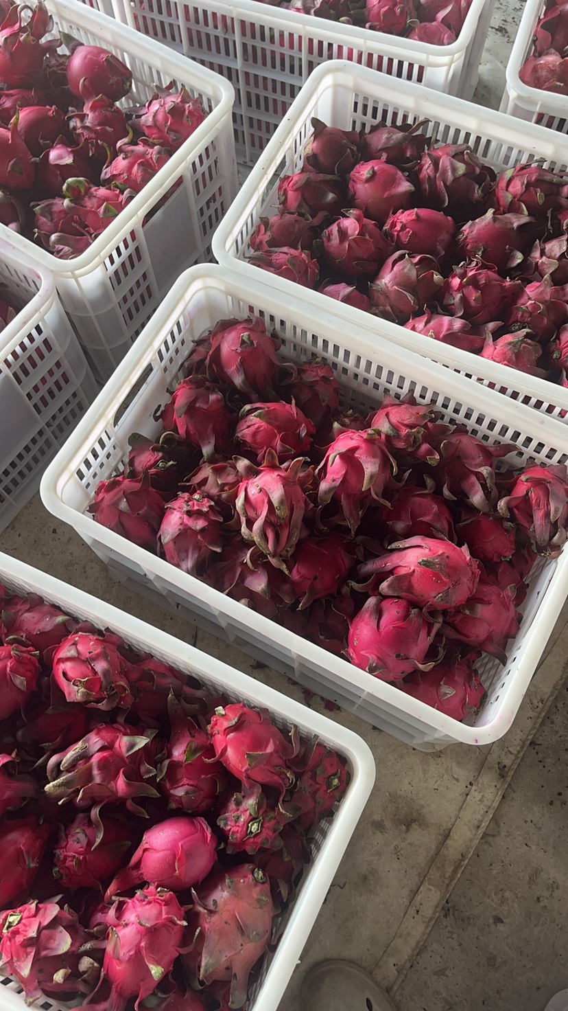 火龙果干  片大