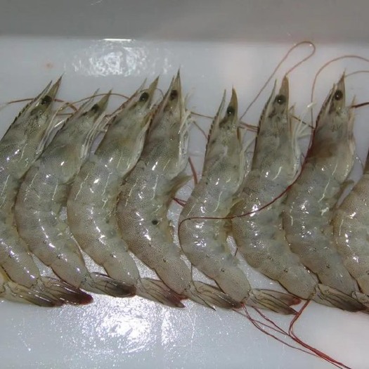 盐城南美白对虾