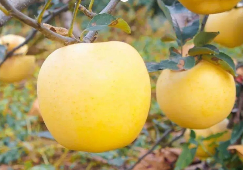 菏泽黄金维纳斯苹果万亩果园种植基地现摘现发