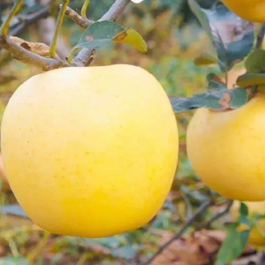 菏泽黄金维纳斯苹果万亩果园种植基地现摘现发