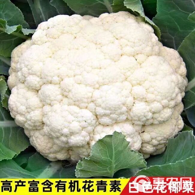 越冬雪丰150天花菜种子