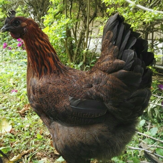 象林散养土鸡