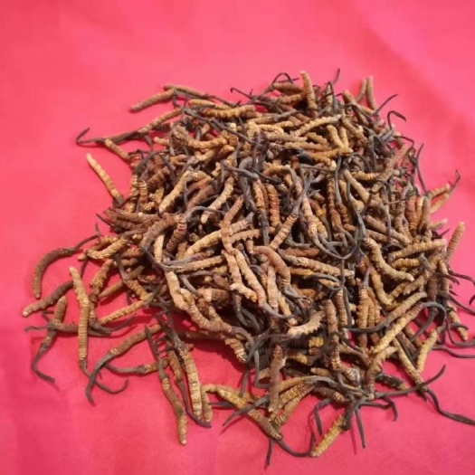 乡城县高原海拔3800米以上的干虫草和新鲜松茸