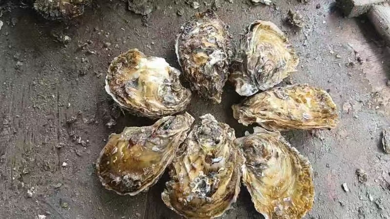 乳山市精品三倍体生蚝 新鲜肥美产地直发，烧烤优先 口感脆甜