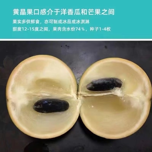 灵山县黄晶果黄金果冬蜜黄宝石6号黄晶果四季结果白晶带营养杯发