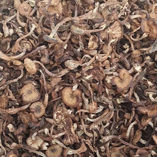 辉南县东北野生榛蘑纯绿色野生菌