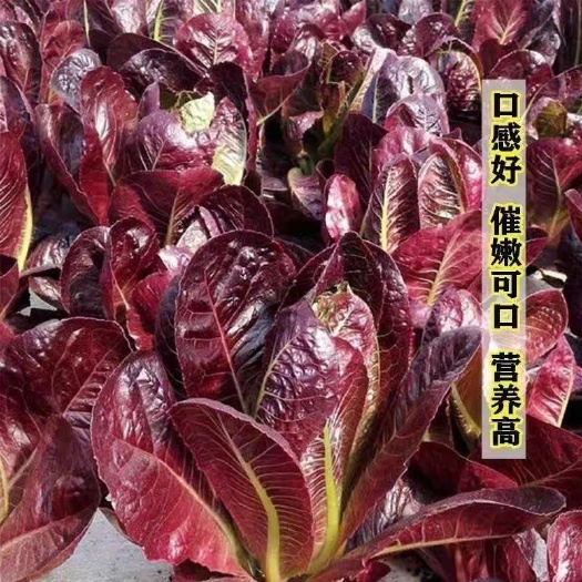 武汉紫罗马生菜种子
