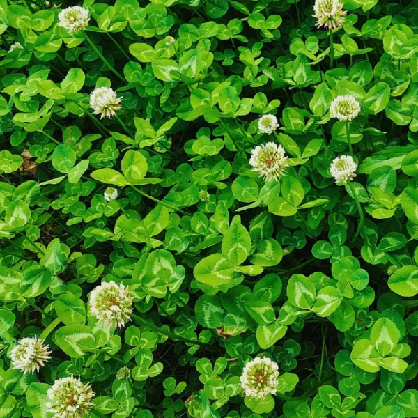 白三叶种子 园林地被植物 白车轴草草籽边坡绿化矮生三叶草草种