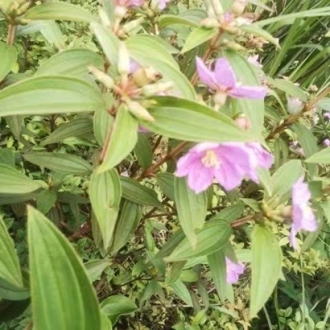 饶平县纯野生野牡丹
