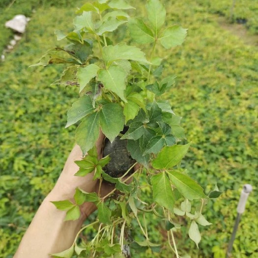揭阳爬山虎