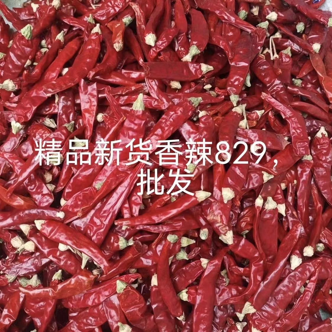 2023河南高辣香辣829精品新货大量批发代收