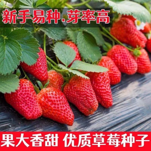 长沙四季奶油草莓籽超大超甜奶油草莓种四季结果草莓子庭院阳台盆栽籽