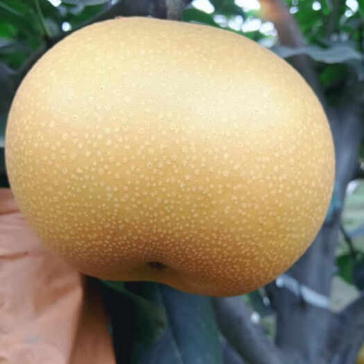 秋月梨赶集货