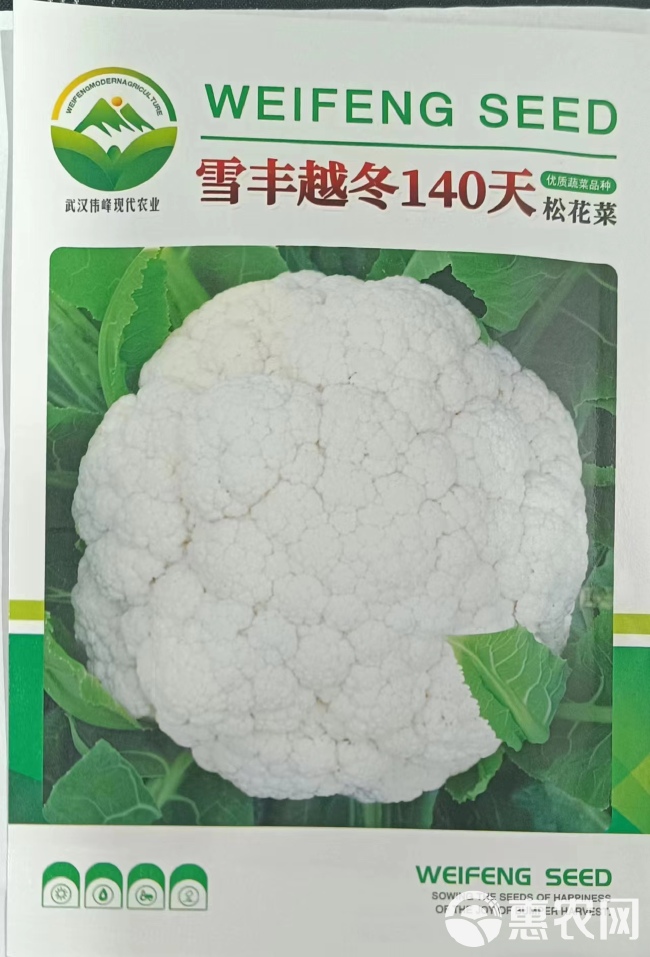 越冬雪丰140天花菜种子