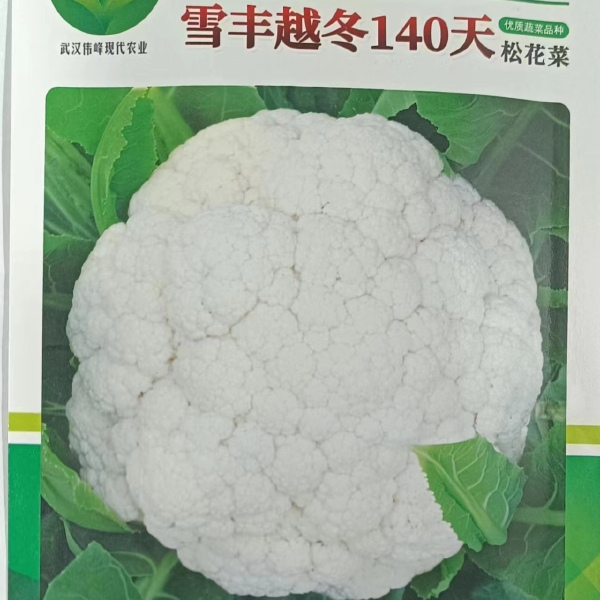 越冬雪丰140天花菜种子