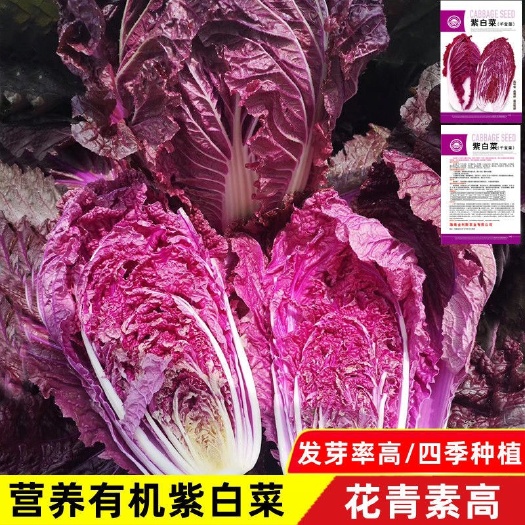 长沙紫色大白菜种子 特色蔬菜 夏秋季快菜黄心白菜小青菜籽秋种白菜