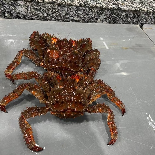 上海冰冻花礁帝王蟹一手货源  品质保证，大量价优