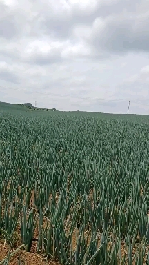 安顺铁杆大葱