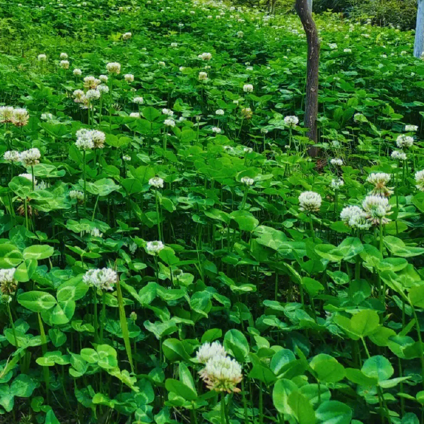 白三叶种子 园林地被植物 白车轴草草籽边坡绿化矮生三叶草草种