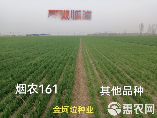 烟农161小麦种子系济麦22与烟农1212杂交升级品种