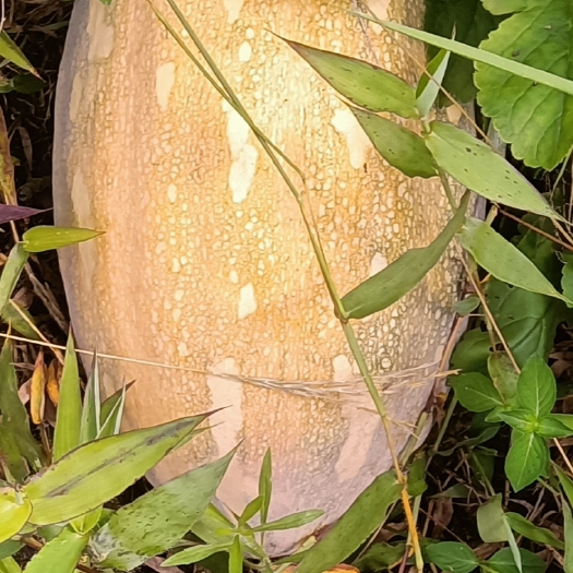 黔西市蜜本南瓜