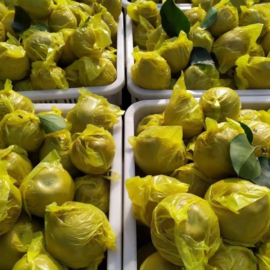 慈溪市缪路黄花梨