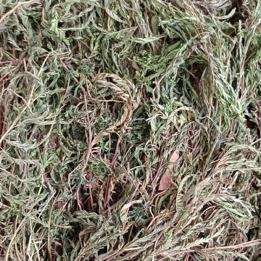 玉林软肝草