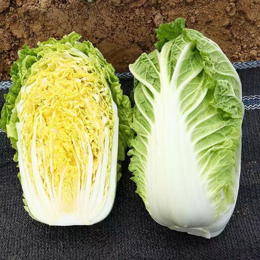 武汉艳秋大白菜种子