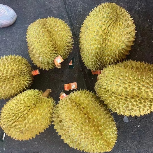 泰国金枕

榴莲
