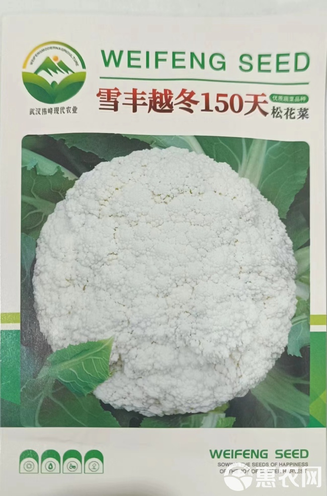 越冬雪丰150天花菜种子