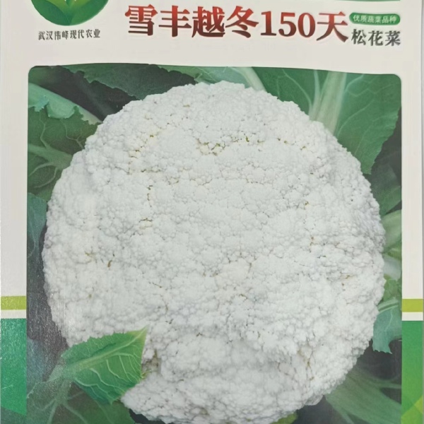 越冬雪丰150天花菜种子