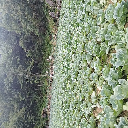 利川市高山蔬菜
