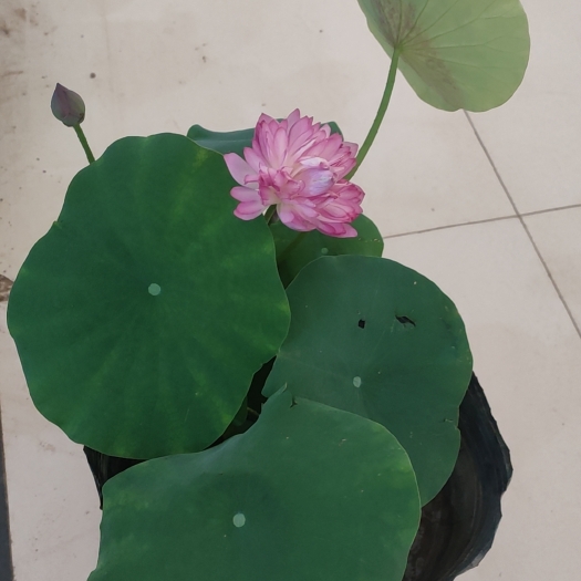 郑州花卉基地