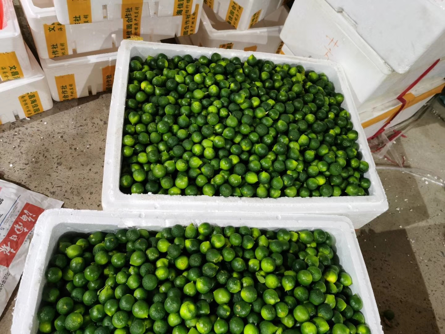 海南小金桔新鲜酸青桔小青柠 餐饮奶茶店原材料皮薄多汁，不包邮