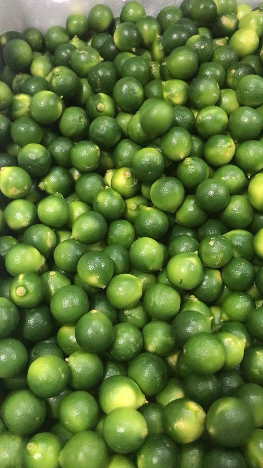 海南小金桔新鲜酸青桔小青柠 餐饮奶茶店原材料皮薄多汁，不包邮