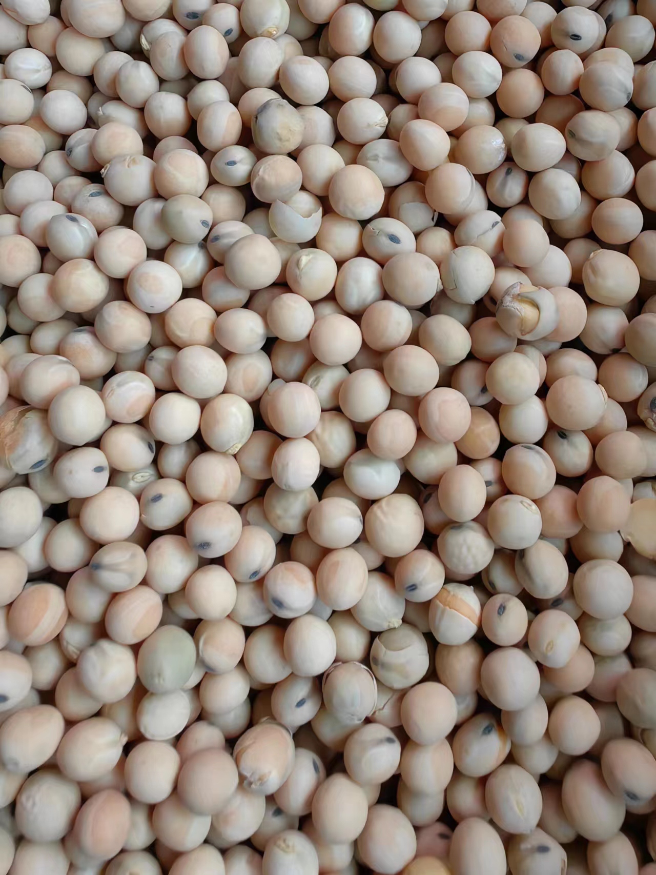 青岛白豌豆筛选，颗粒饱满，量大从优，欢迎进店咨询