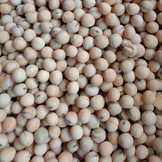 青岛白豌豆筛选，颗粒饱满，量大从优，欢迎进店咨询