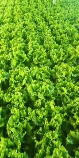 滦南县散叶生菜即将上市，欢迎新老朋友订购咨询。