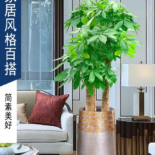 漳州三杆发财树高度1-1.5米