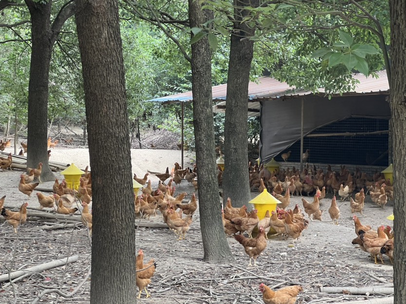 包邮 绿壳蛋 初生蛋山林散养土鸡蛋全国发货 保新鲜包破损