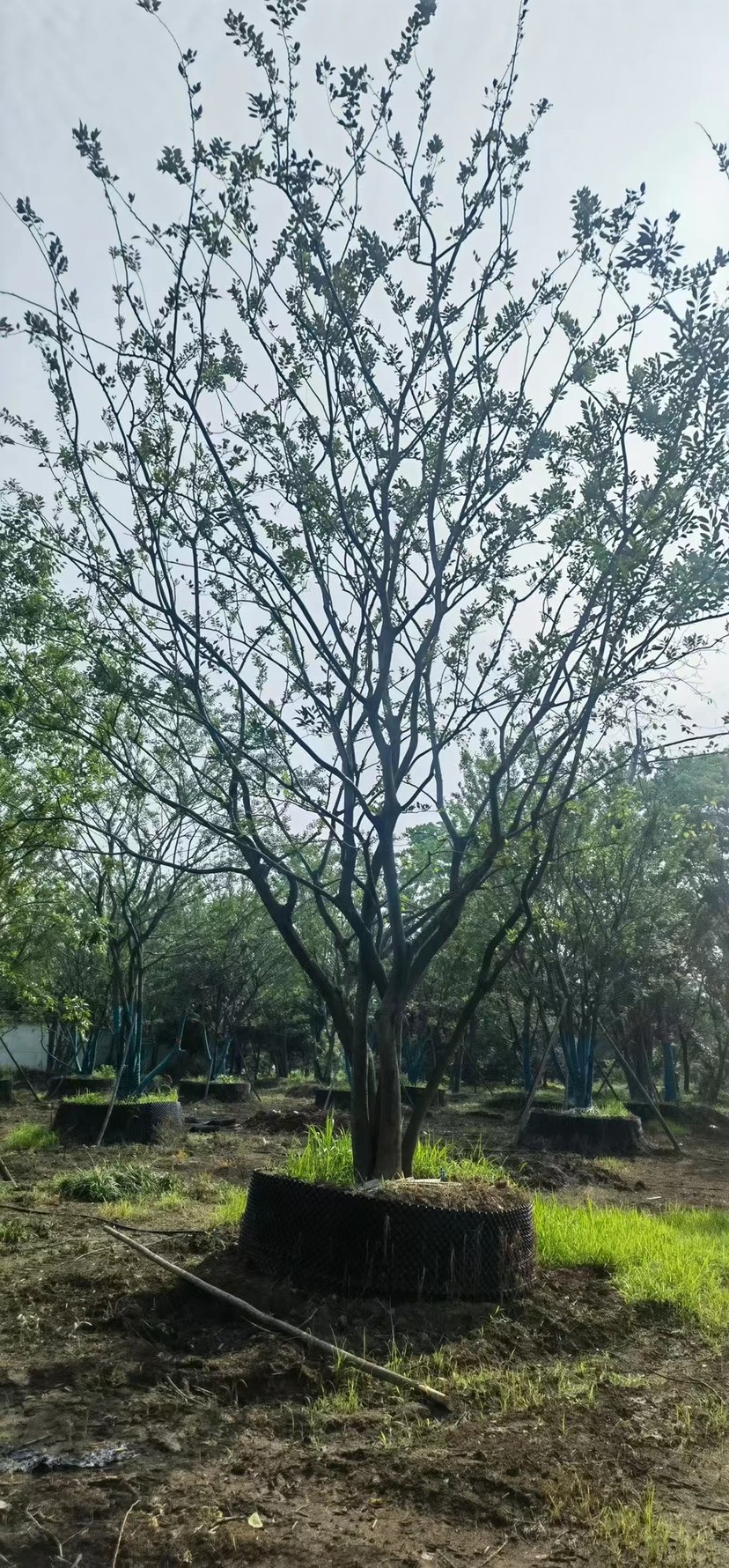 丛生朴树单杆朴树造型朴树地产朴树单位朴树斜飘朴树徐州朴树沙朴