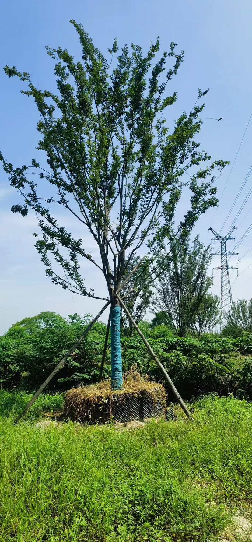 丛生朴树单杆朴树造型朴树地产朴树单位朴树斜飘朴树徐州朴树沙朴