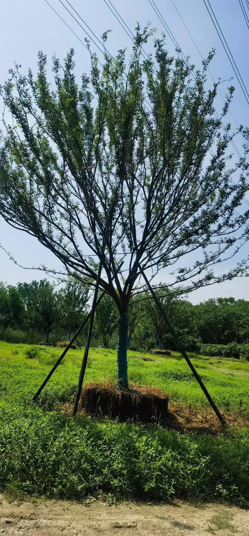 丛生朴树单杆朴树造型朴树地产朴树单位朴树斜飘朴树徐州朴树沙朴