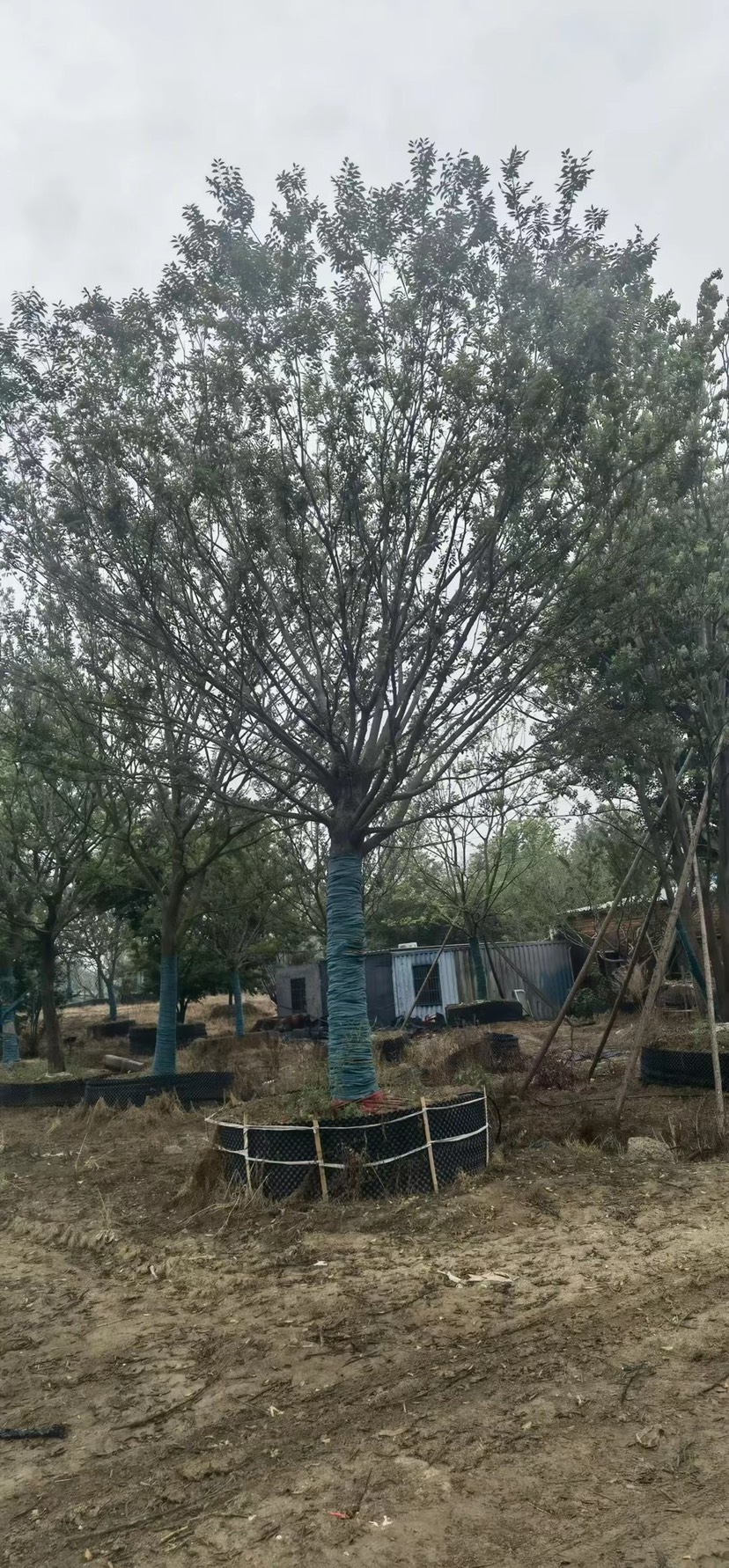 丛生朴树单杆朴树造型朴树地产朴树单位朴树斜飘朴树徐州朴树沙朴