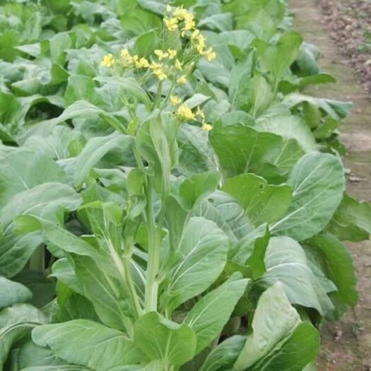 武汉玉抗早熟白菜苔种子
