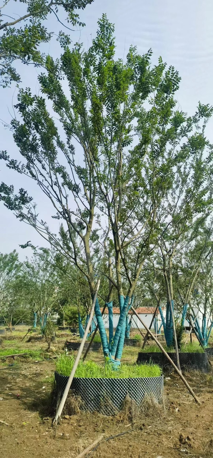 丛生朴树单杆朴树造型朴树地产朴树单位朴树斜飘朴树徐州朴树沙朴