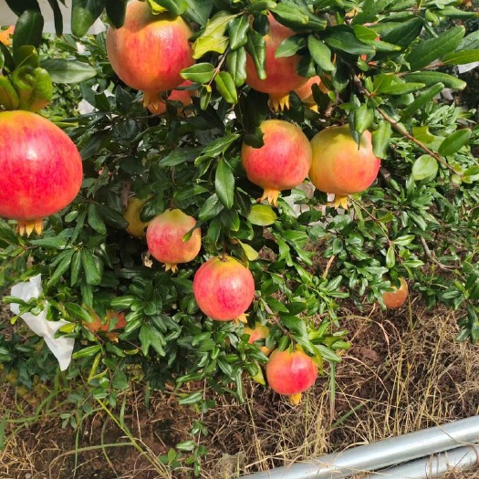 会理市突尼斯软籽石榴